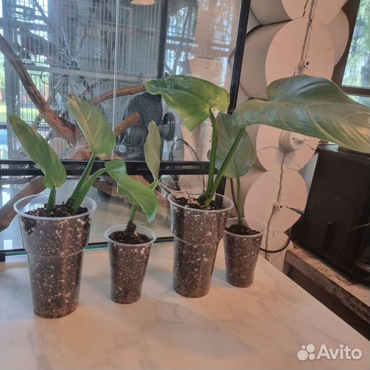 Филодендрон сильвер квин