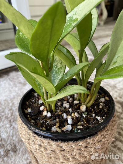 Хойя Кринкл8, Лиза аустралис, Ваетти, фил Хастатум