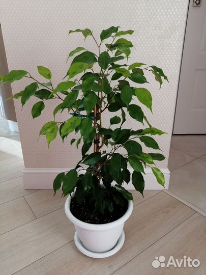 Фикусы бенджамина Эльдорадо, Реджинальд