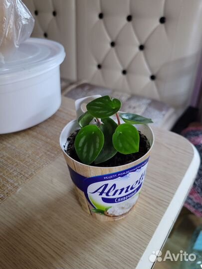 Пеперомия арбузная