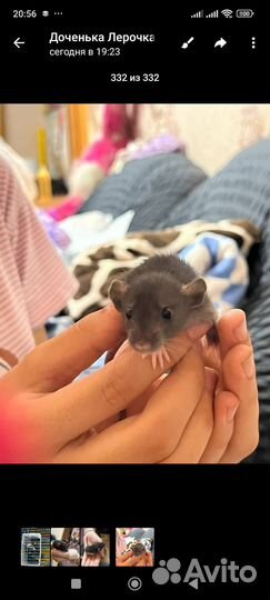 Крыса дамбо