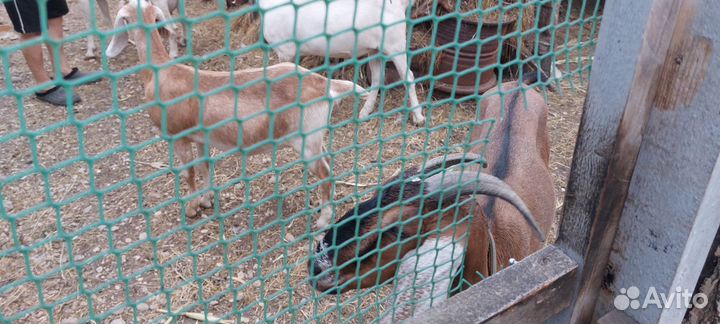 Англо нубийские козы дойные