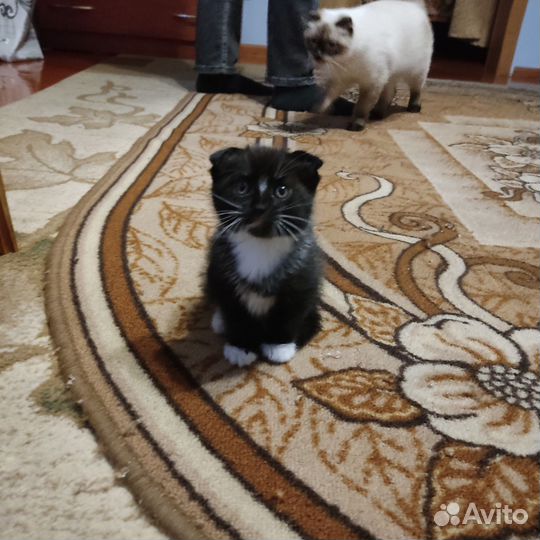 Котята