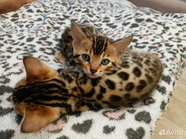 Бенгальская