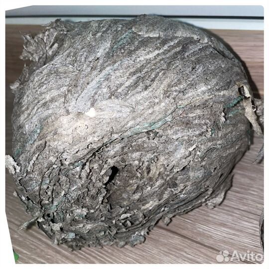 Осиное гнездо