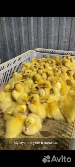 Гусята линда