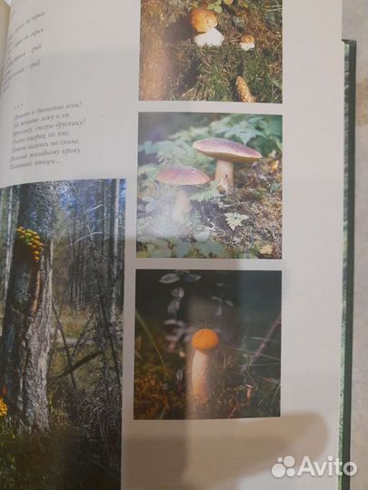 Леса России