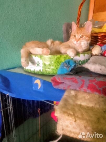 Рыжий котенок пухляш ищет дом в дар в добрые руки