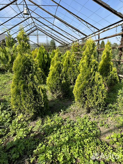 Туя голден смарагд