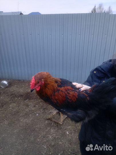 Молодые петухи