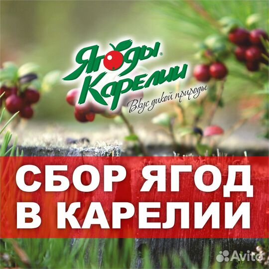Сборщик ягод в Карелии