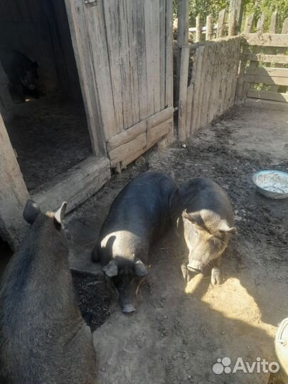 Венгерская мангалица