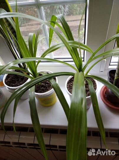 Панданус (пандан, винтовая пальма)