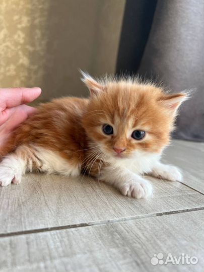 Бесплатно котята