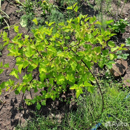 Декоративные кустарники