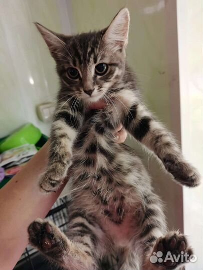 Котята леопардики в дар
