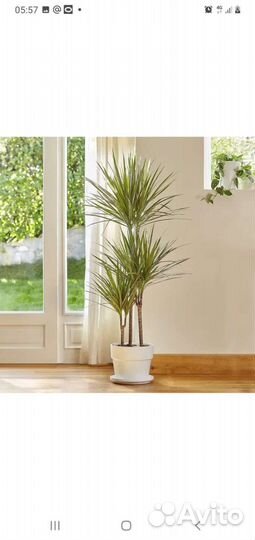 Драцена маргината