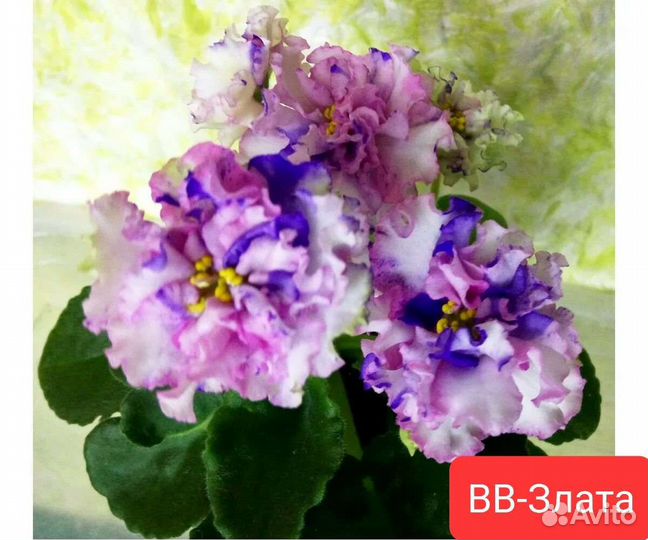 Фиалки сортовые