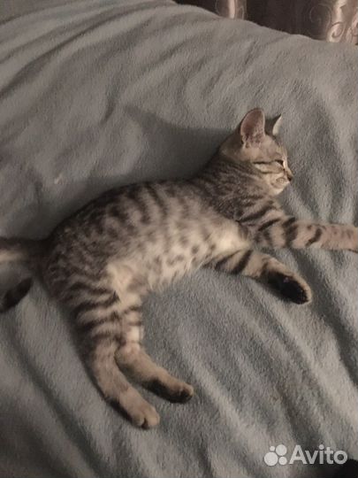 Котенок мальчик бесплатно