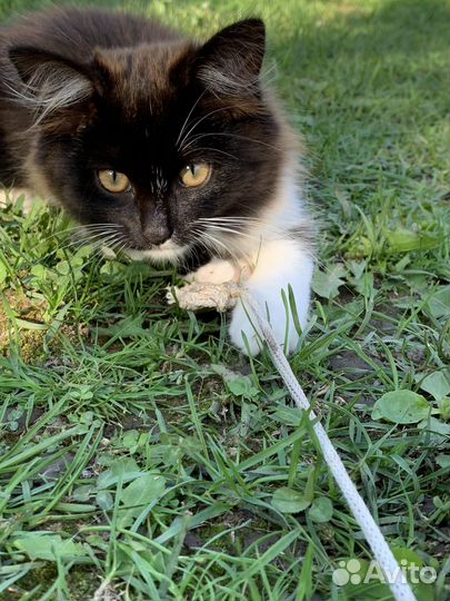 Кошка в дар