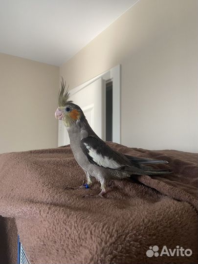 Ручные птенцы кореллы