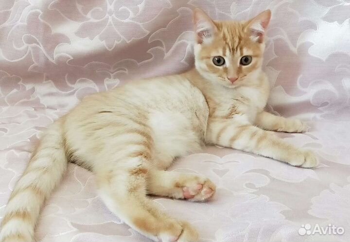 Котята отдам в добрые руки