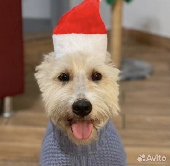 Груминг стрижка собак экспресс линька выческа