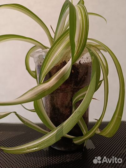 Хлорофитум кудрявый бонни