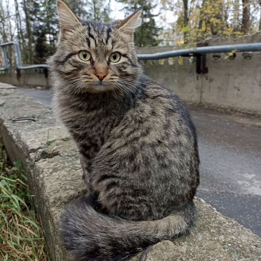 Ласковый котик ищет дом