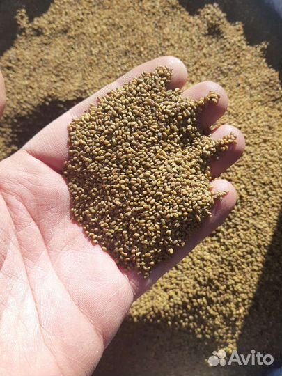 Семена люцерны