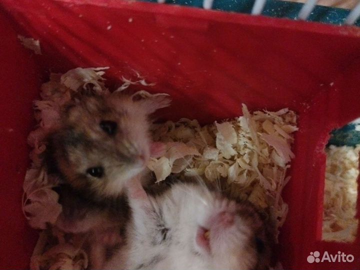 Хомяки джунгарские
