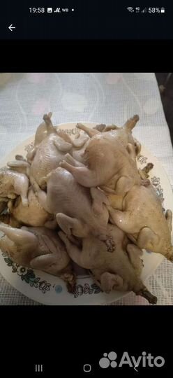 Тушки свежих перепелов