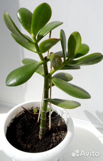 Росток денежного дерева