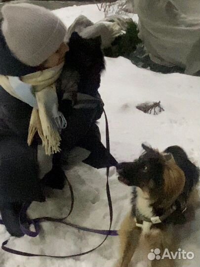 Выгул собак/ Передержка/ Кинолог