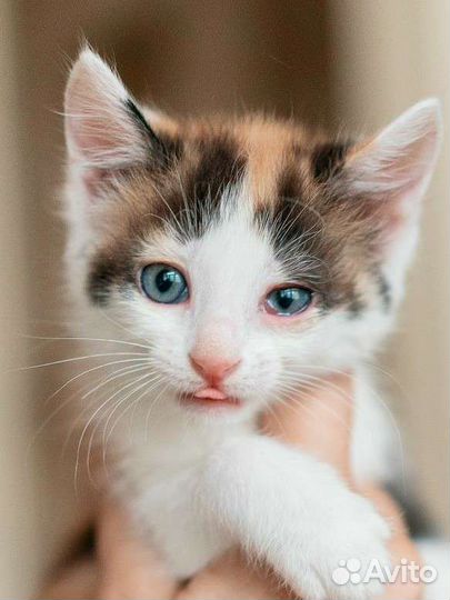 Трехцветная котенок девочка в добрые руки