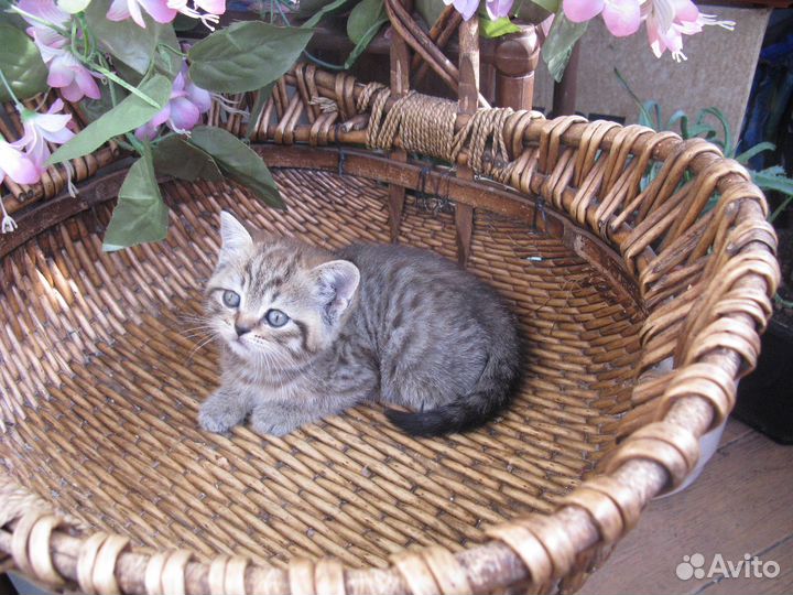 Продается британский плюшевый котенок