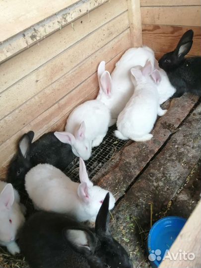 Кролики мясных пород