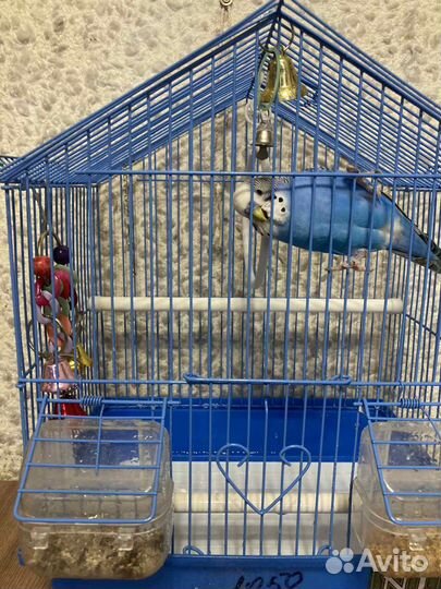 Волнистый попугай с клеткой