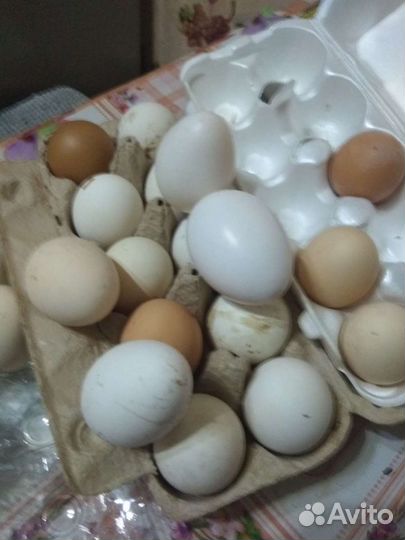 Домашние куриные яйца