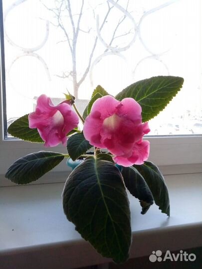 Глоксиния, сенполия (фиалка комнатная)