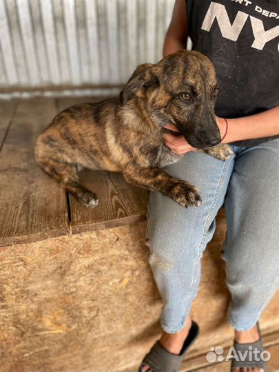 Маленькая собака в добрые руки