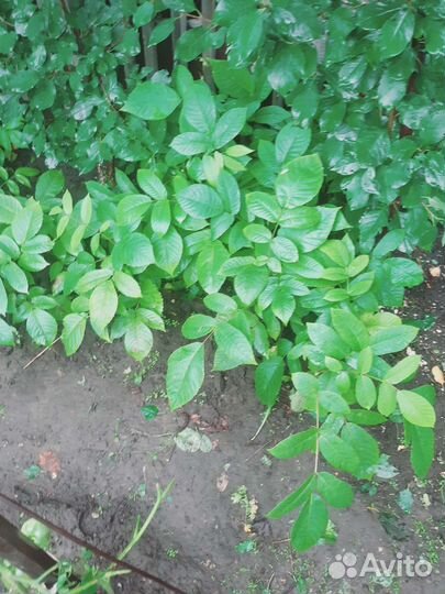 Грецкий орех саженец растение