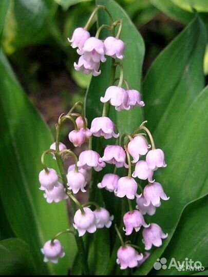 Розовые ландыши