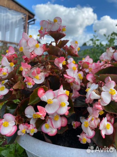 Бегония вечноцветущая