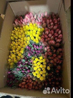 Тюльпаны к 8 марта розница
