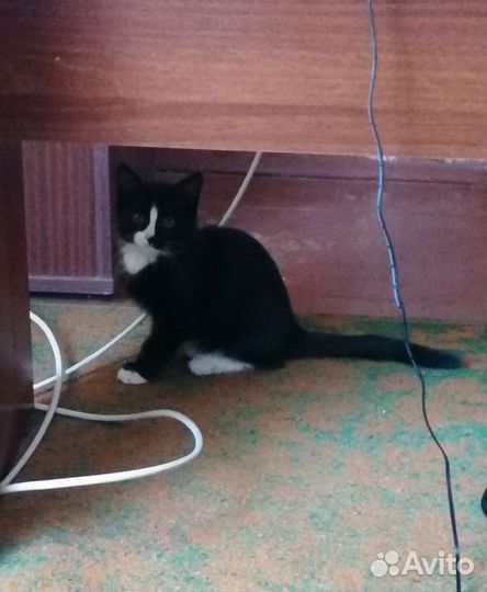 Отдам кошечку в хорошие руки бесплатно