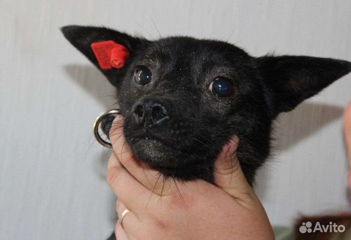 Квартирная собачка в отлове