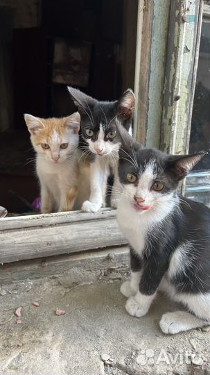 Котята в добрые руки