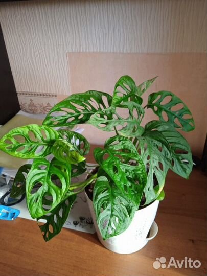 Монстера миниатюрная