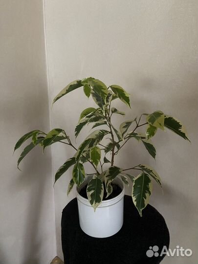 Фикус бенджамина Голден кинг